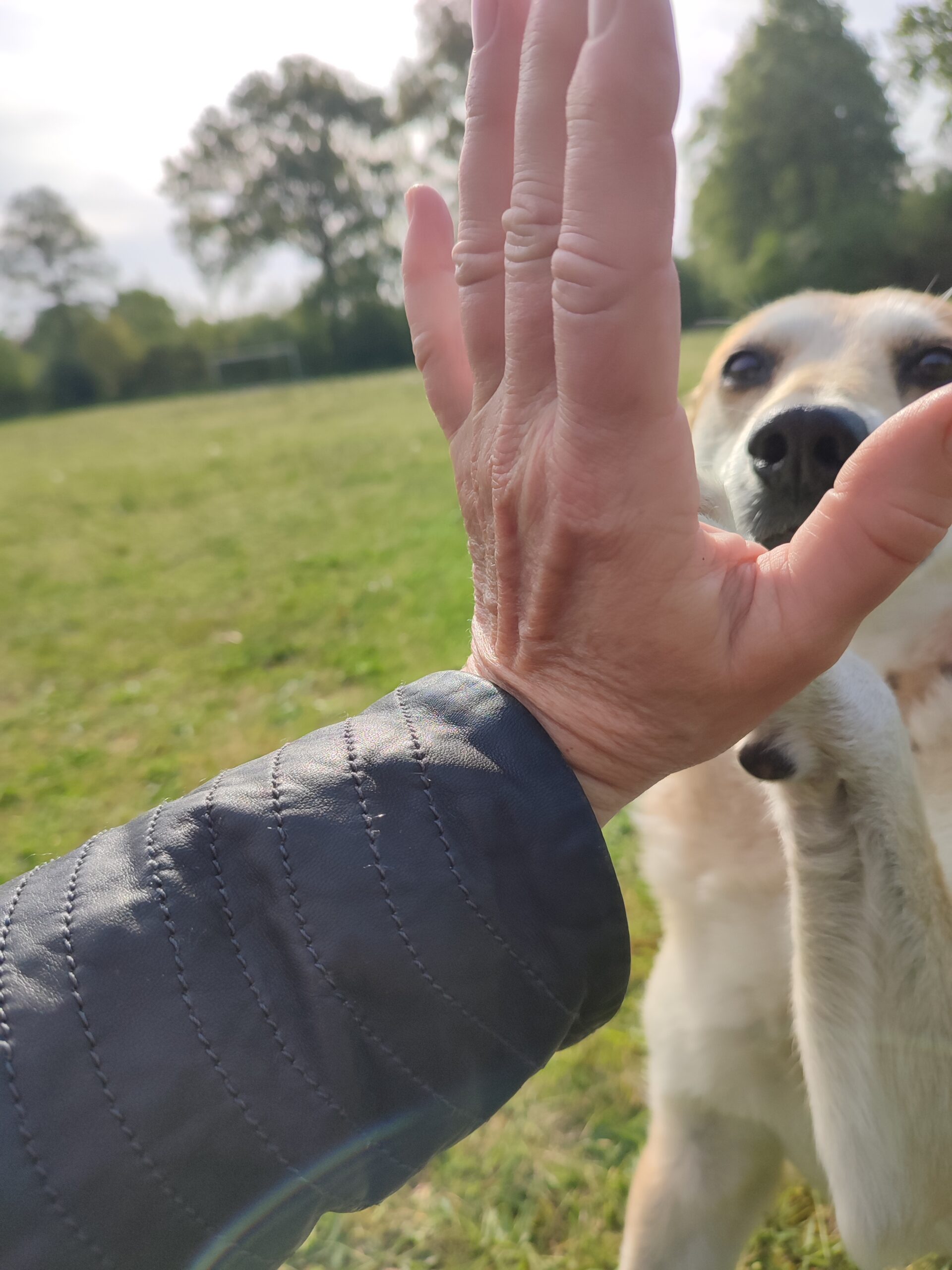 💚🐾Wie entsteht echte Verbindung zwischen Mensch, Hund & Herz